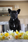 Oh hi, Martha.  We've been busy little Frenchies and we hope you like what we picked for you.
