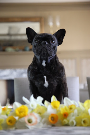 Oh hi, Martha.  We've been busy little Frenchies and we hope you like what we picked for you.