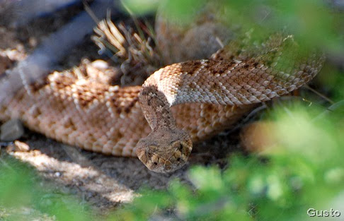 rattlesnake in wash 5-11-2008 by gusto