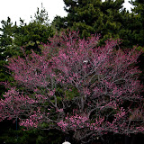 japan_04__024.jpg