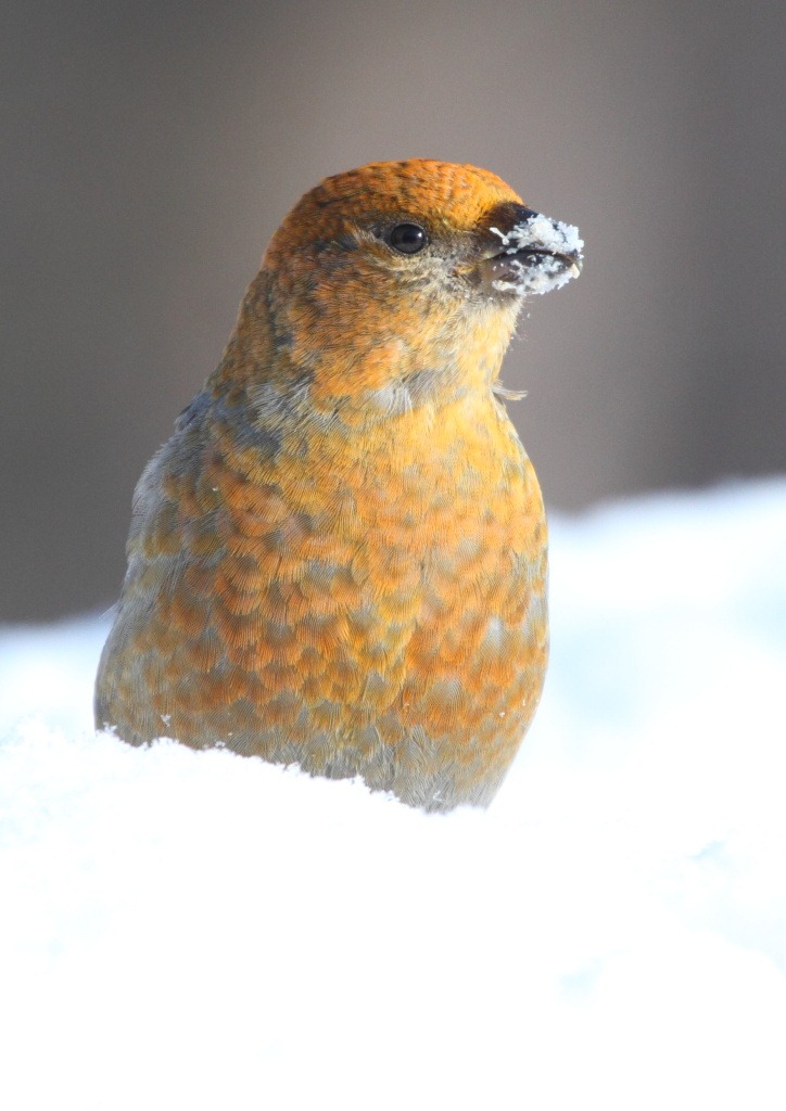 [grosbeak_fem_2%255B7%255D.jpg]