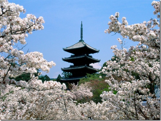 Cherry-Blossoms-Ninna-Ji-Temple-Grounds-Kyoto-Japan