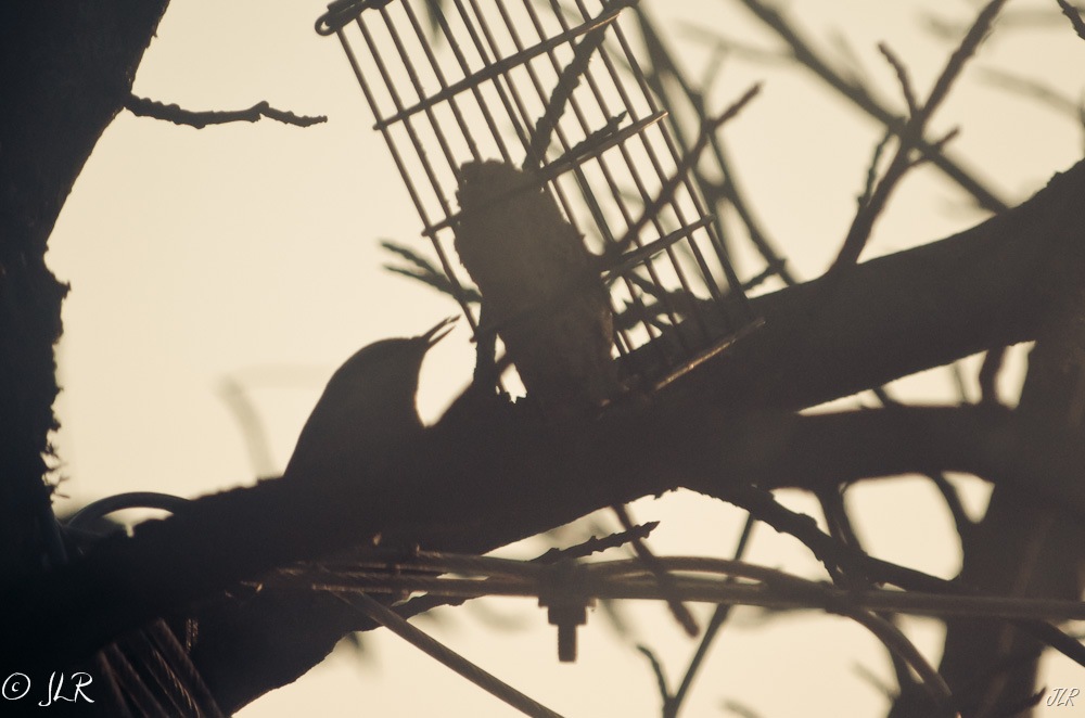 [NuthatchEating-3105%255B3%255D.jpg]