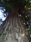 california_sequoia