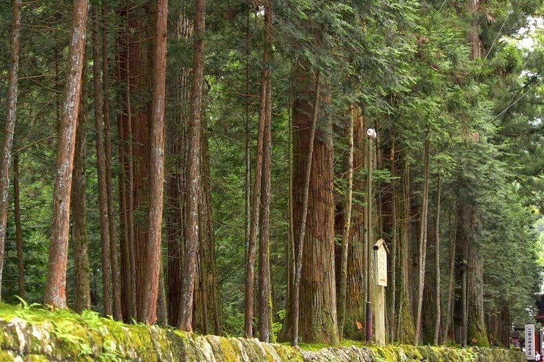 cedar-avenue-nikko-3 cedar-avenue-nikko-3