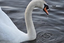 DSC_0275.JPG