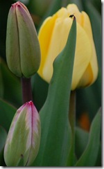 tulips16