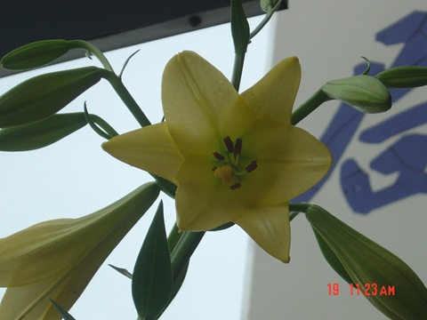 都市傳說百合花09 都市傳說百合花09