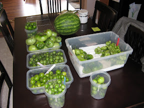 Esther's tomato harvest. Can you spot the hidden watermelon?