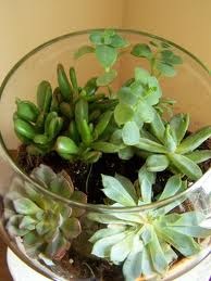 [succulents%2520terrarium%255B2%255D.jpg]