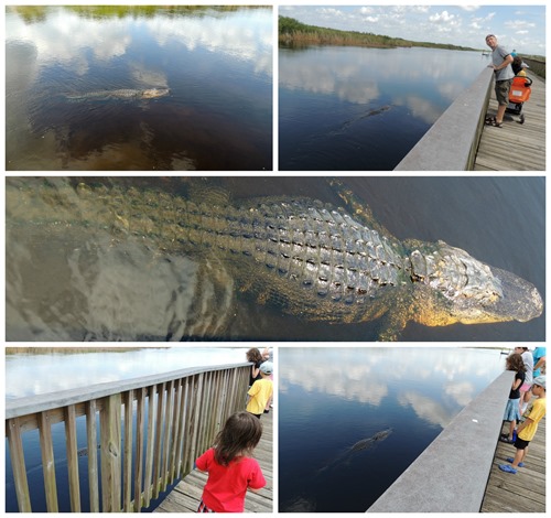 alligator3 alligator3