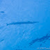 P4288071