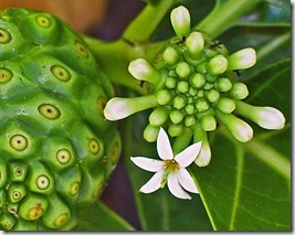 bunga mengkudu