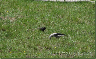 BrownHeaded Cowbird_Clarks Nutcracker BrownHeaded Cowbird_Clarks Nutcracker