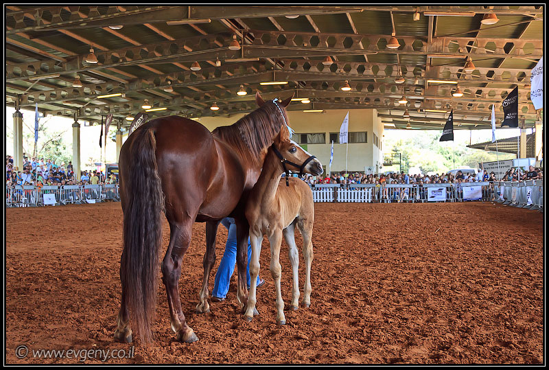 il/Фото: Stallion Show 2011 (20110416 stllion show 107 2500)