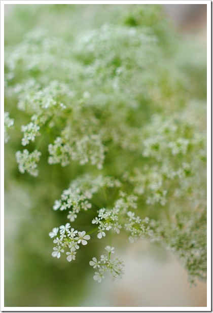blommor 002 blommor 002