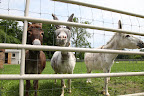 Why hello Francesca, hello Sharkey!  You might have seen that Rufus, Clive, and I were just racing around our paddock.  Now that you have our attention, what can we do for you?