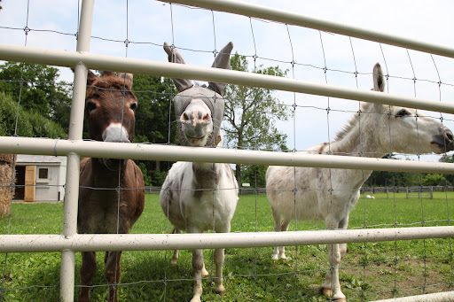Why hello Francesca, hello Sharkey!  You might have seen that Rufus, Clive, and I were just racing around our paddock.  Now that you have our attention, what can we do for you?