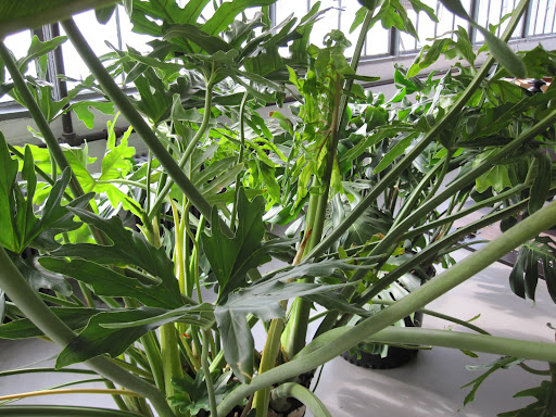 Here is the first batch of plants to arrive from the New York Botanical Garden. The medium and smaller sized ones. Ultimately, I chose the Philodendron selloum, or cutleaf philodendron.