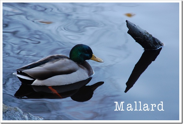 Mallard