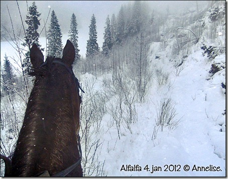 2012-alf4jan_01