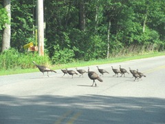 turkey and more babies 8.4.11
