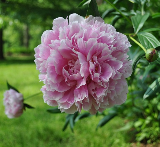 [peony%255B3%255D.jpg]
