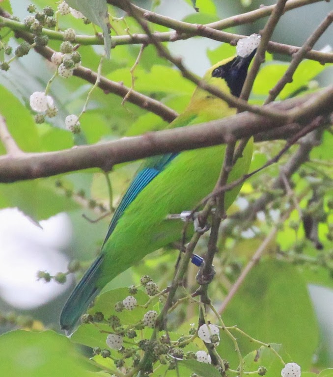 [blue-wing-leafbird-feeding-on-pipter.jpg]
