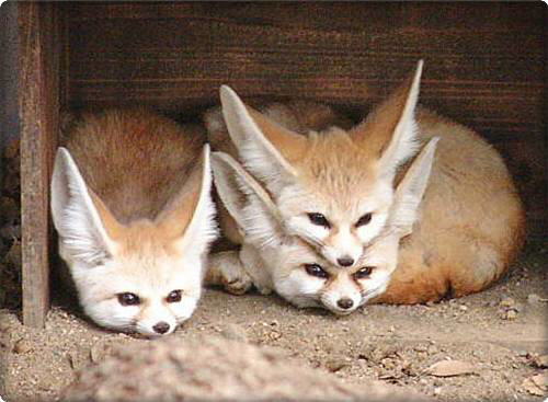 Fennec Fox (Vulpes zerda)