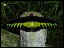 Malaysia, Kuala Lumpur, Butterfly Park, 18 September 2012 (19)