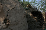 Bishnoi Village_Jodpur, India 290.JPG