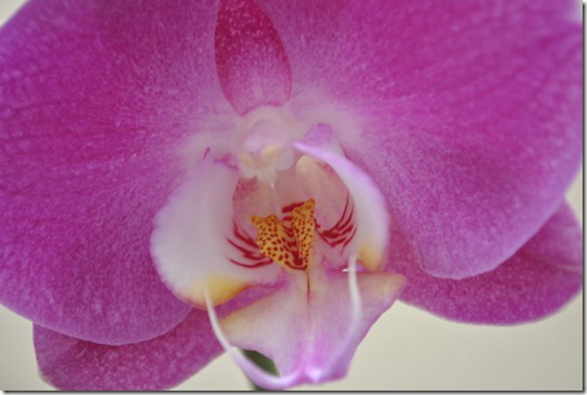 Orchid 9