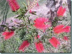 Lge bottlebrush