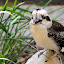 Laughing Kookabura - Port Douglas, Australia