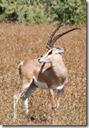 Careful Chemistry and the Gazelles of Love Careful Chemistry and the Gazelles of Love