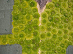 A bear's floral vest at the Bellagio Conservatory and Botanical Garden.