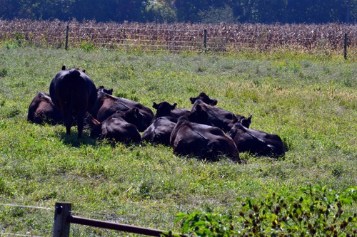 [napping%2520cows%2520in%2520the%2520sun%255B3%255D.jpg]