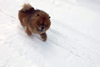 Do you remember last year and how great it was?  Do you remember how much it snowed?  How I loved running in that deep beautiful snow!  This year has been rather disappointing!