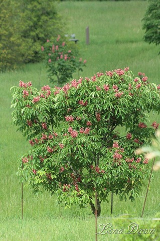 [DA_Aesculus_splendens_pavia_RedBuckeye4_SM%255B7%255D.jpg]