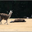 – Lamas – Lamas