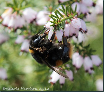 buff-tailed-bumblebee