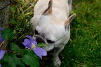 Clematis!  Big, gorgeous, blooming clematis!!!!