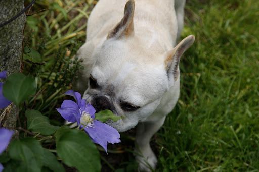 Clematis!  Big, gorgeous, blooming clematis!!!!