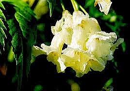 [cardamine%2520enneaphylla%255B4%255D.jpg]