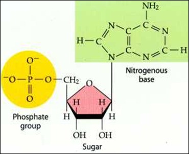 nucleotide