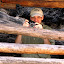 Copper is for photographers.jpg