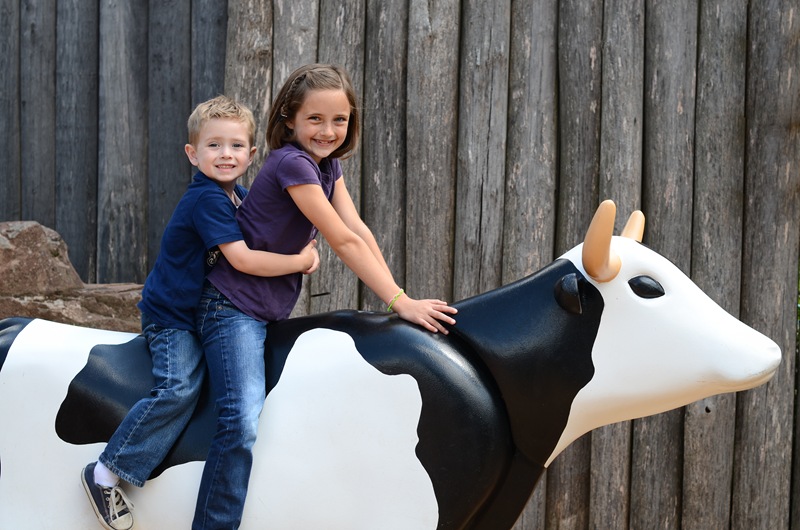 Luke Emily cows