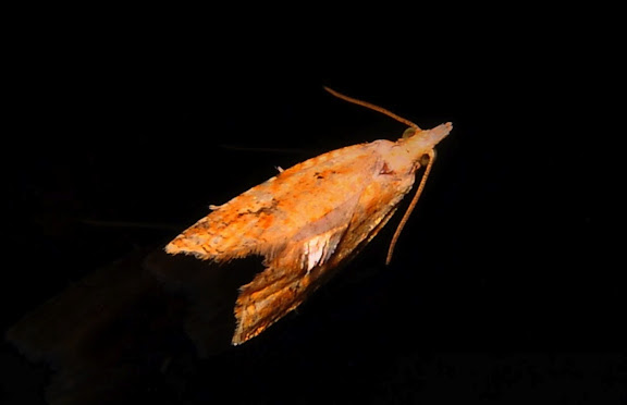 Tortricidae : Tortricinae : Epiphyas xylodes MEYRICK, 1910. Umina Beach (NSW, Australie), 18 octobre 2011. Photo : Barbara Kedzierski