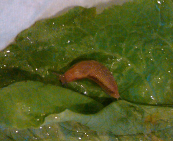 [slug%2520on%2520leaf%255B6%255D.jpg]