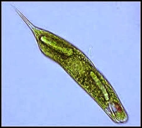 euglena gracilis